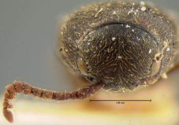 Media type: image;   Entomology 33712 Aspect: head frontal view